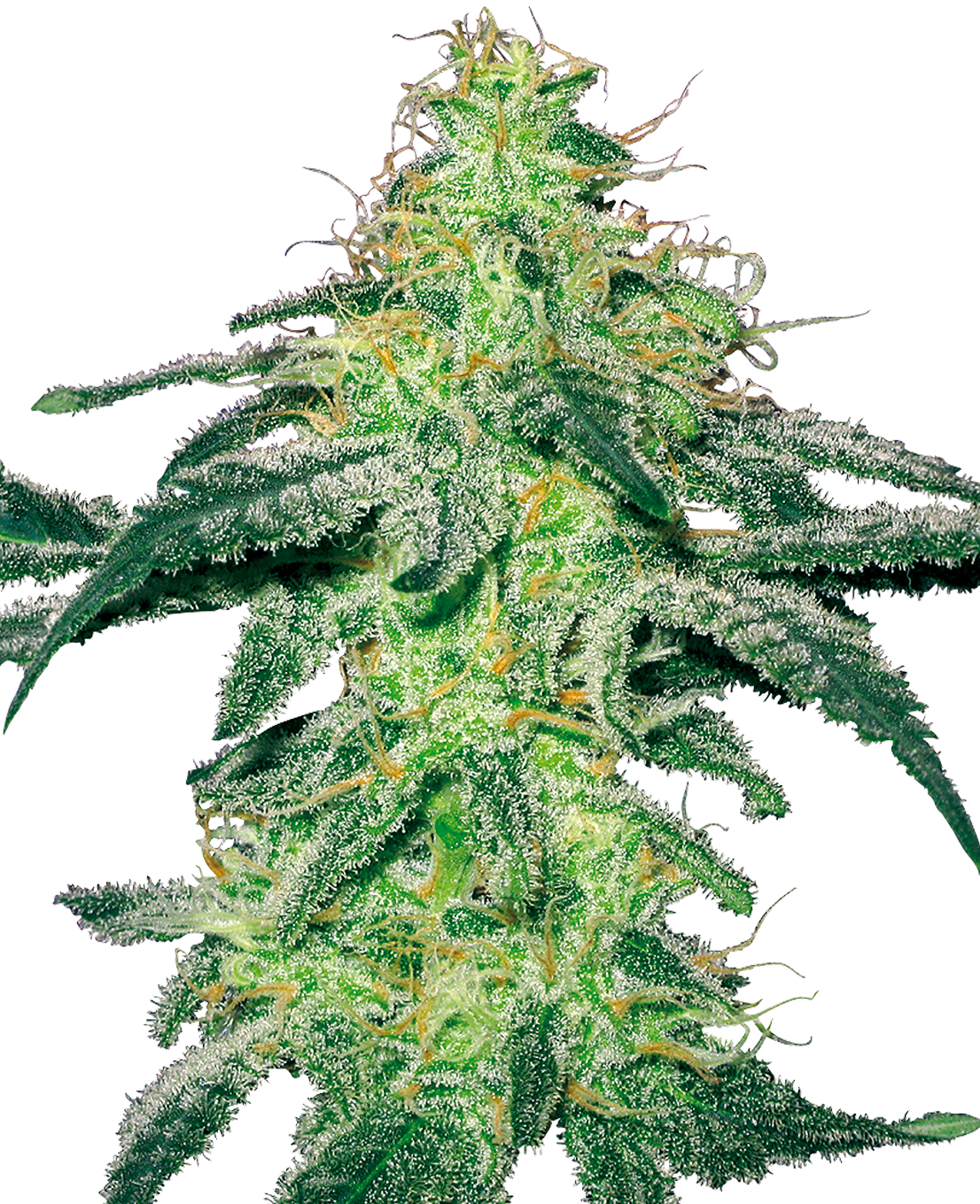 White Skunk Feminized